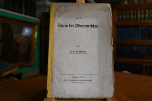 Ueber die Riesen des Pflanzenreiches.