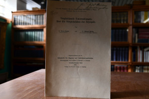 Vergleichende Untersuchungen über die Streptoko...