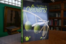 La culture des oliviers.