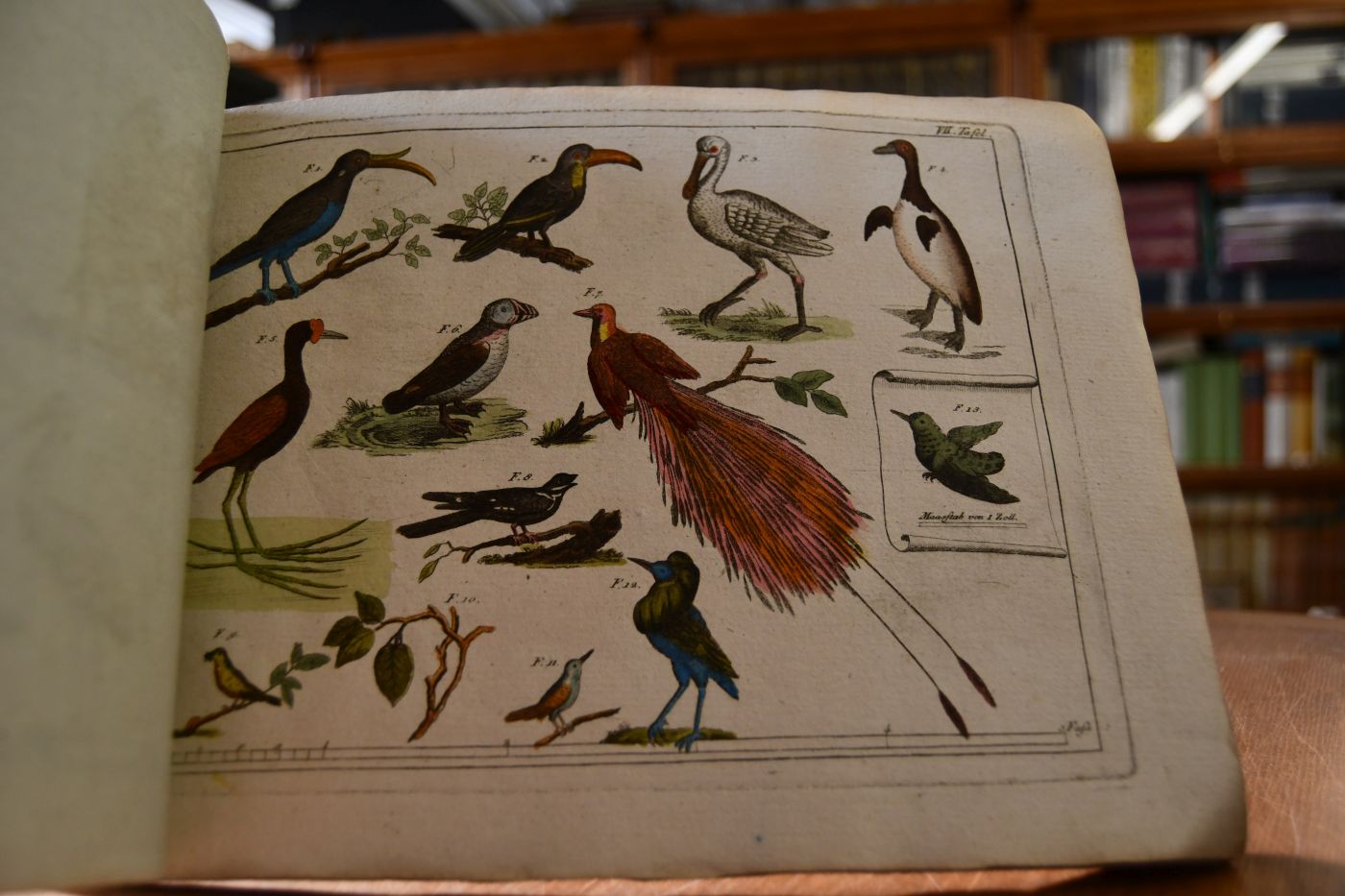 Kupfersammlung zur Funk`schen Naturgeschichte für Lehrer in Schulen und Liebhaber dieser Wissenschaft.