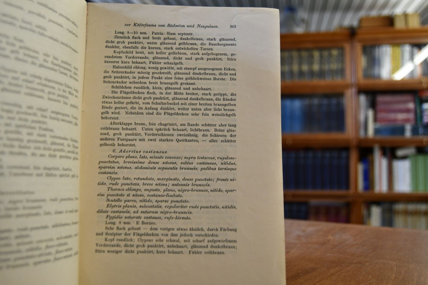 Weitere Beiträge zur Käferfauna von Südasien und Neuguinea.