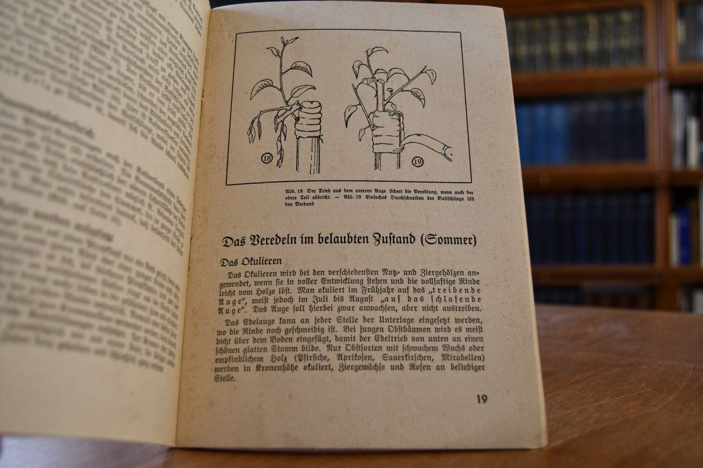 Erfolgreiches Veredeln. Eine Zusammenstellung guter gebräuchlicher Veredelungsarten.