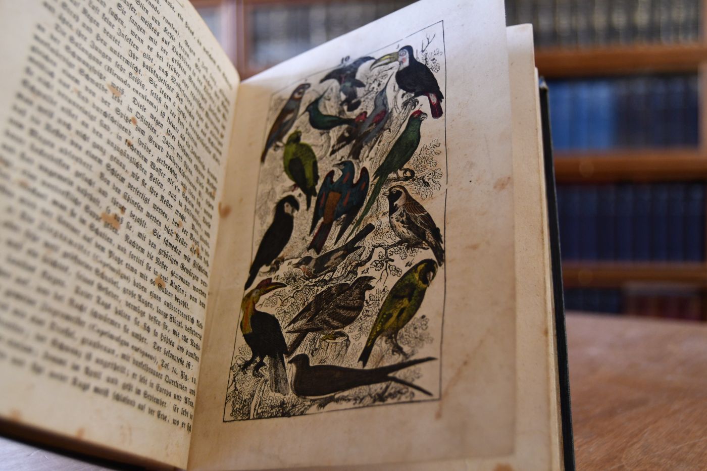 Naturgeschichte für die Jugend beiderlei Geschlechts.