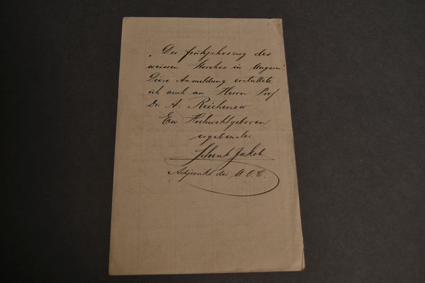 Brief des Adjunkten der Ungarischen Ornithologischen Centrale Jakob Schenk an den Danziger Lehrer und Botaniker Konrad Lakowitz (1859-1945) vom 4. Dezember 1905.