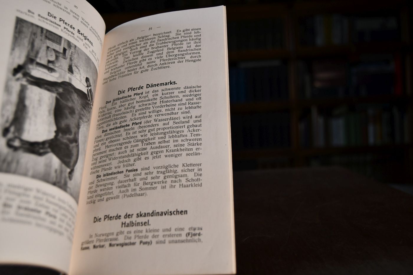 Übersicht der Pferderassen.