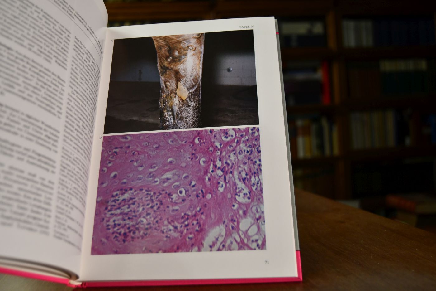 Atlas der Hauterkrankungen des Pferdes. Diagnose u. Behandlung von Hautkrankheiten.