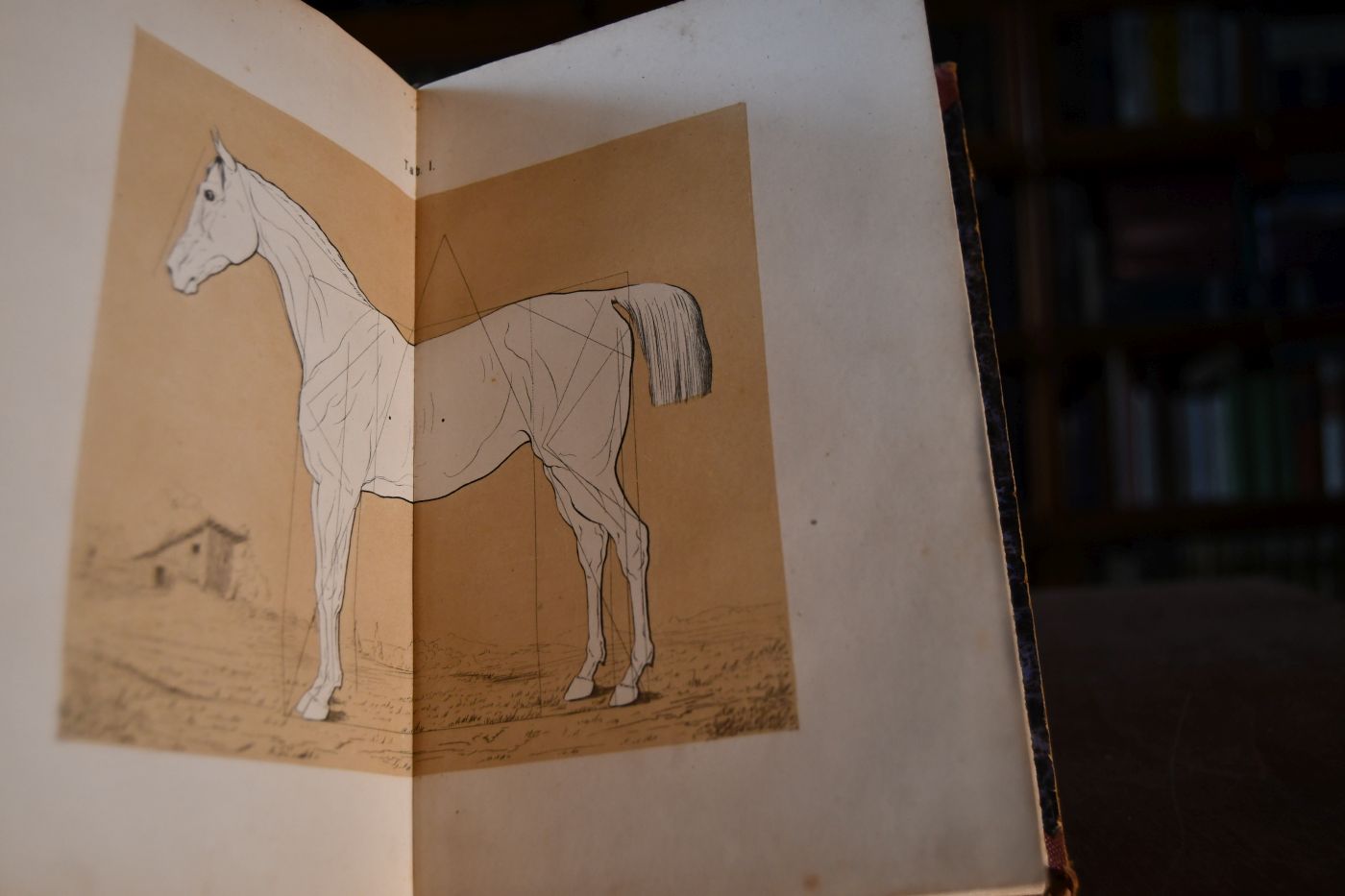 Der Pferdeliebhaber. Ein Handbuch über Pferdekenntnis im weiteren Sinne. Für Besitzer, Züchter und Liebhaber der Pferde in allen Ständen und Ländern.