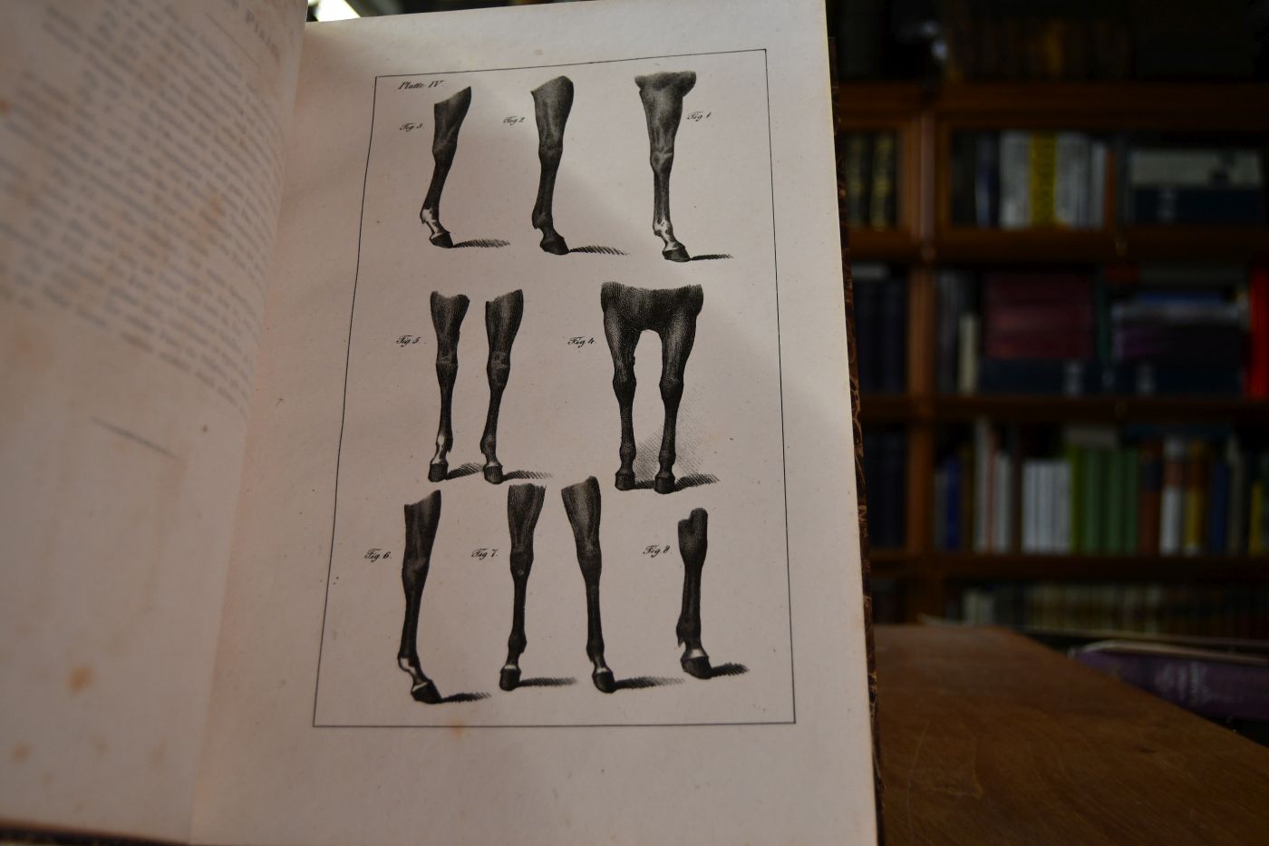 Das Schoene und Mangelhafte im Exterieur des Pferdes nach dem Englischen des H. Alken von F.L.C. Steinhoff und Ch.F.M. Peters bildlich dargestellt.